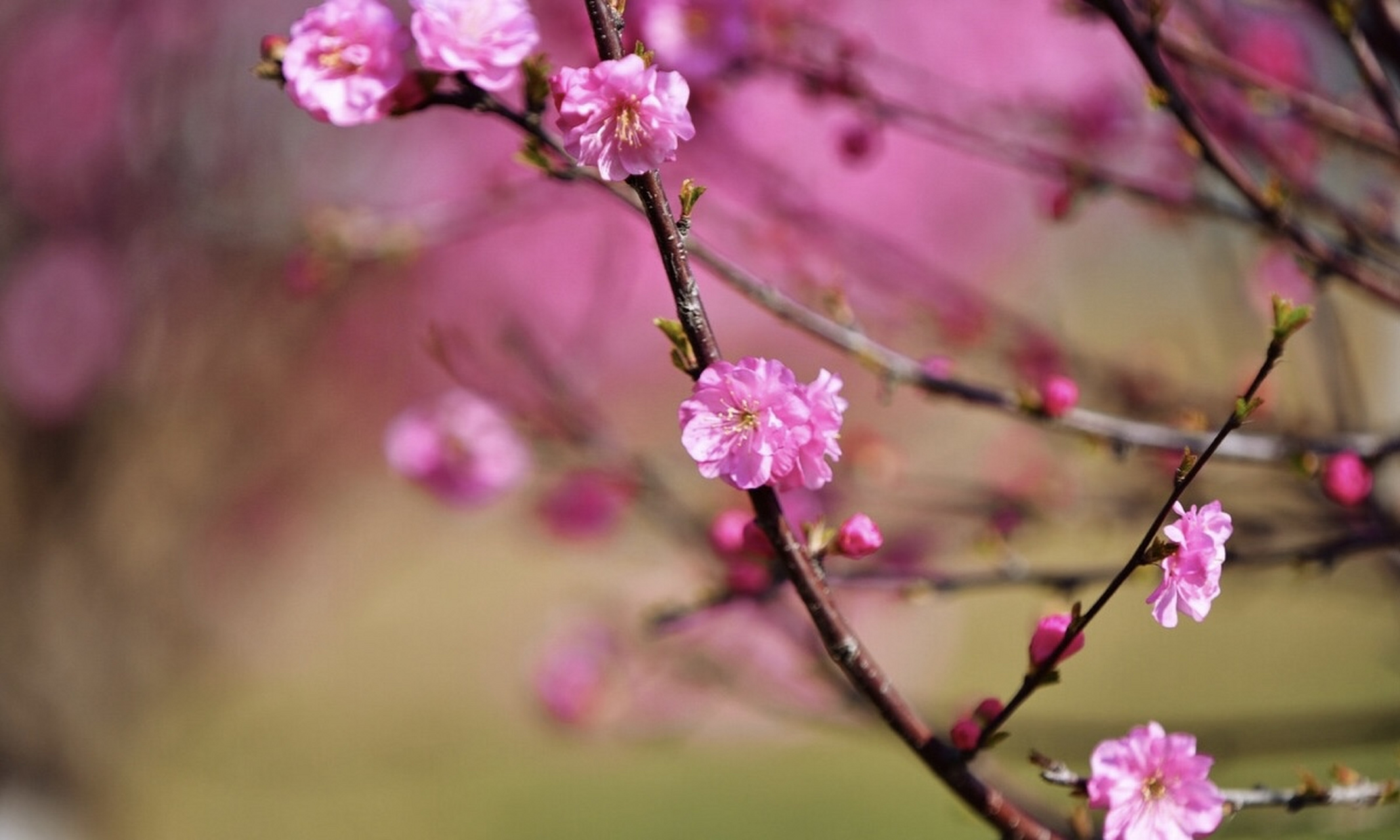 夕雾与落叶公主结缘,光源氏与紫姬情感深厚.