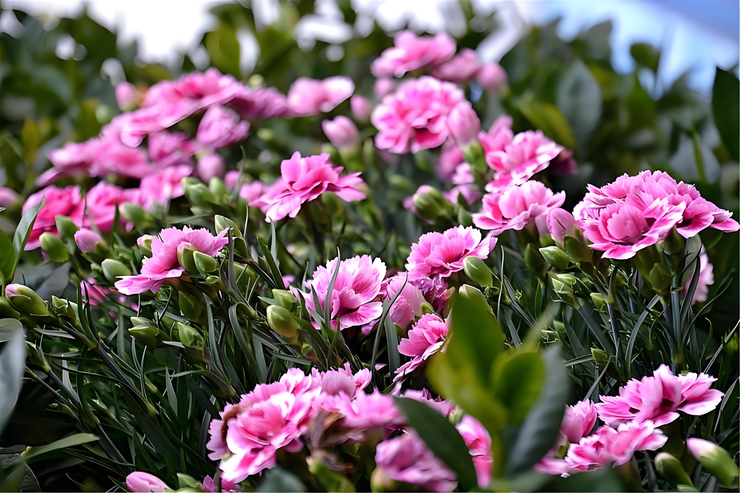 康乃馨耐寒多少度,适合在什么温度下生长,对土壤有什么要求?