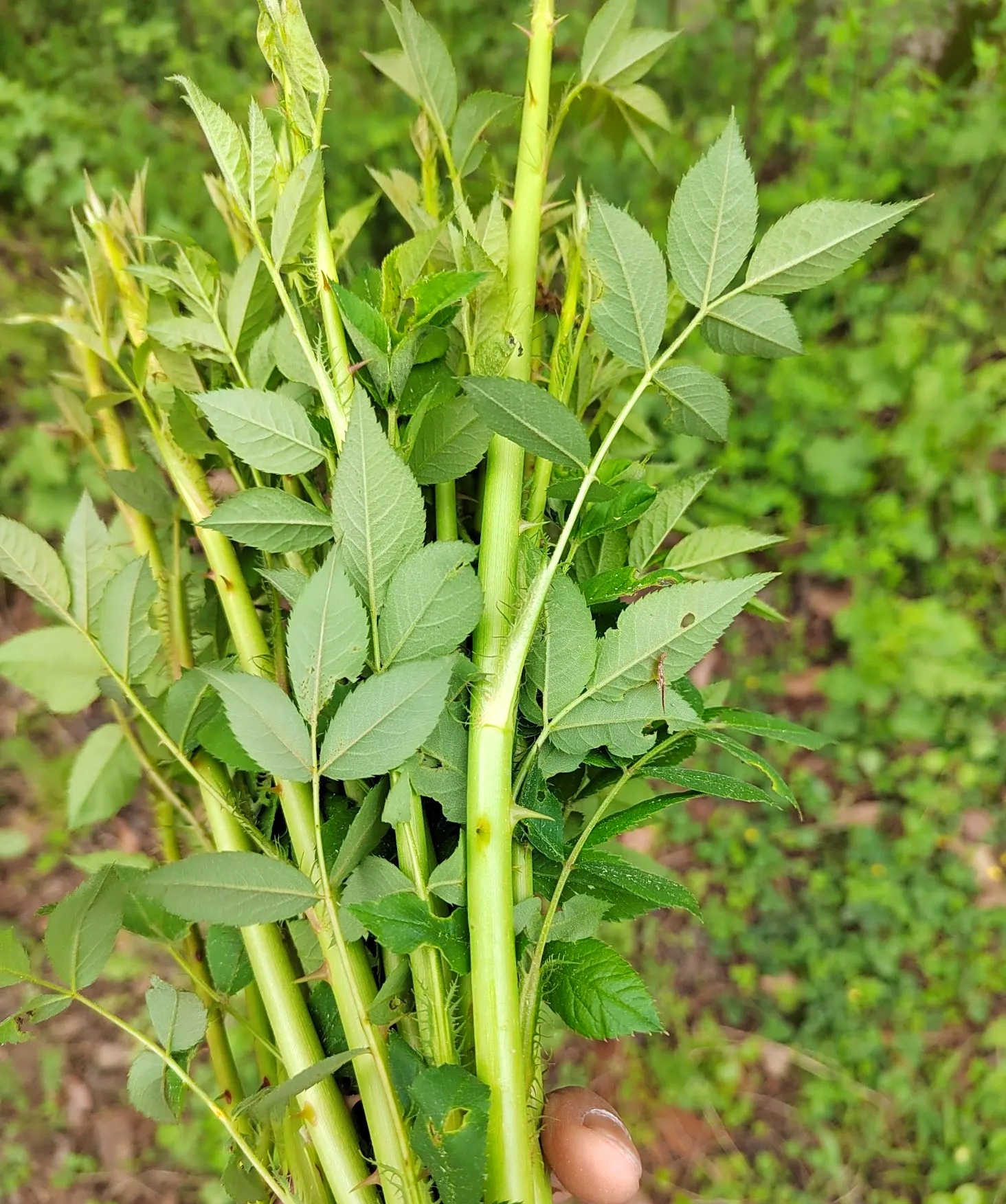 你们都认识这个是菜,而且吃过这个菜吗?你们确定这个能吃吗?