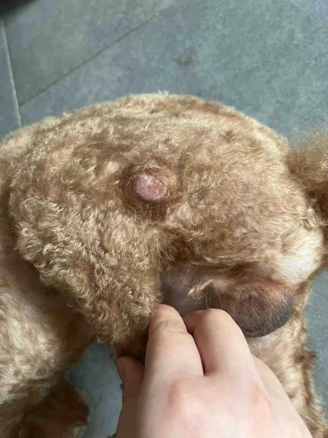 狗狗细胞瘤没了!(我来分享一下)