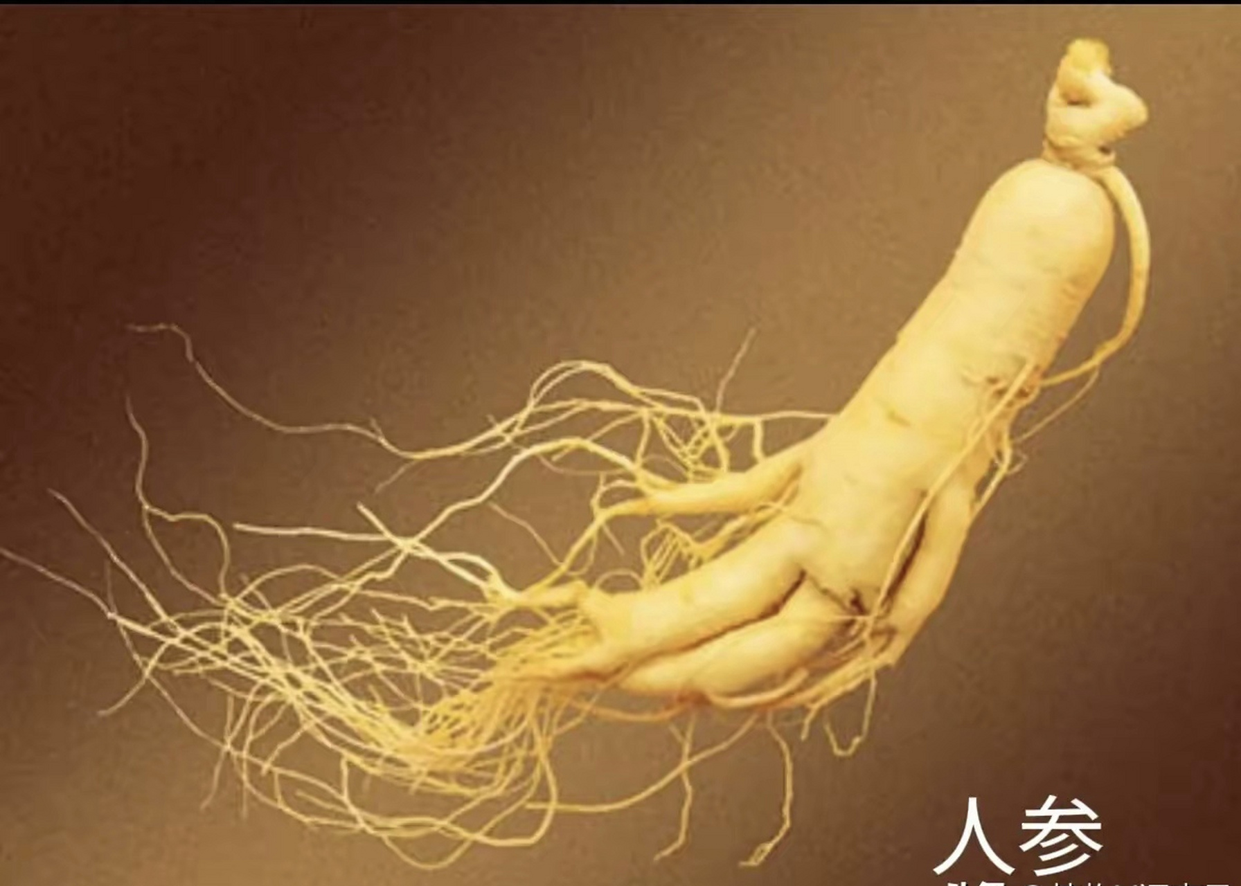 我在扫马路,扫着不认识的就摆渡——人参 别名:棒棰,神草,人衔 【植物