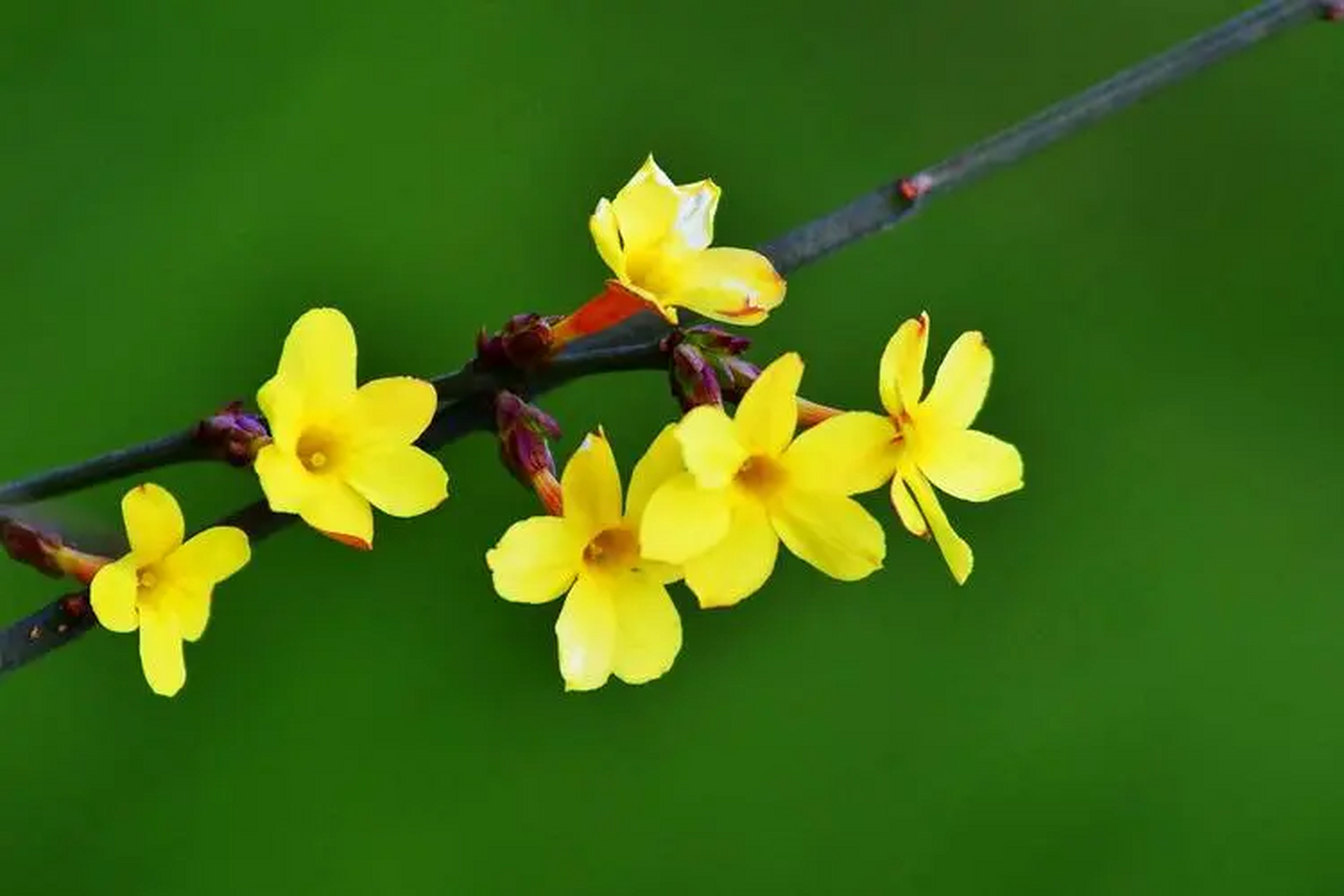 迎春花花朵样子图片