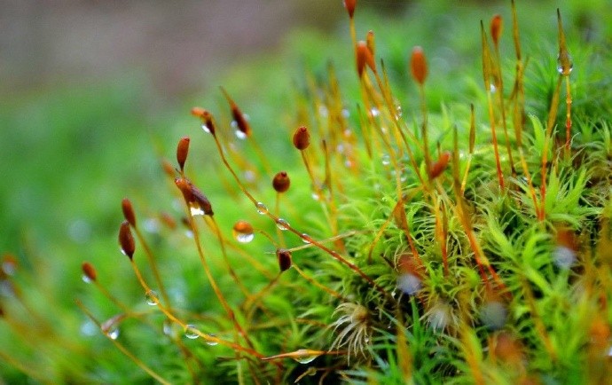 苔花的花语是默默付出,象征着底层人民在不断努力做出自己的贡献,是