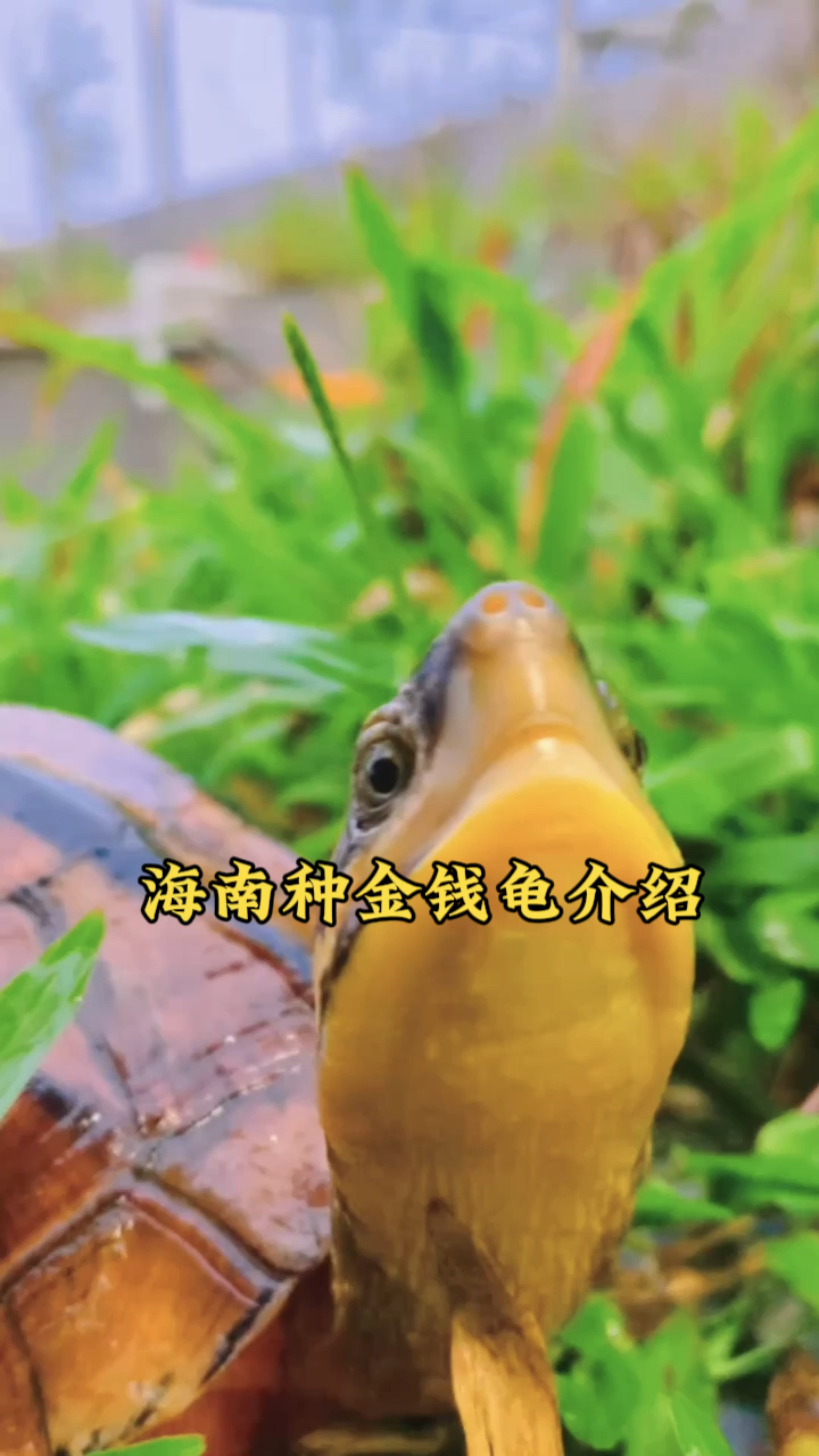 海南种大黄头,是金钱龟的其中一种,学名三线闭壳龟,寓意金钱归来