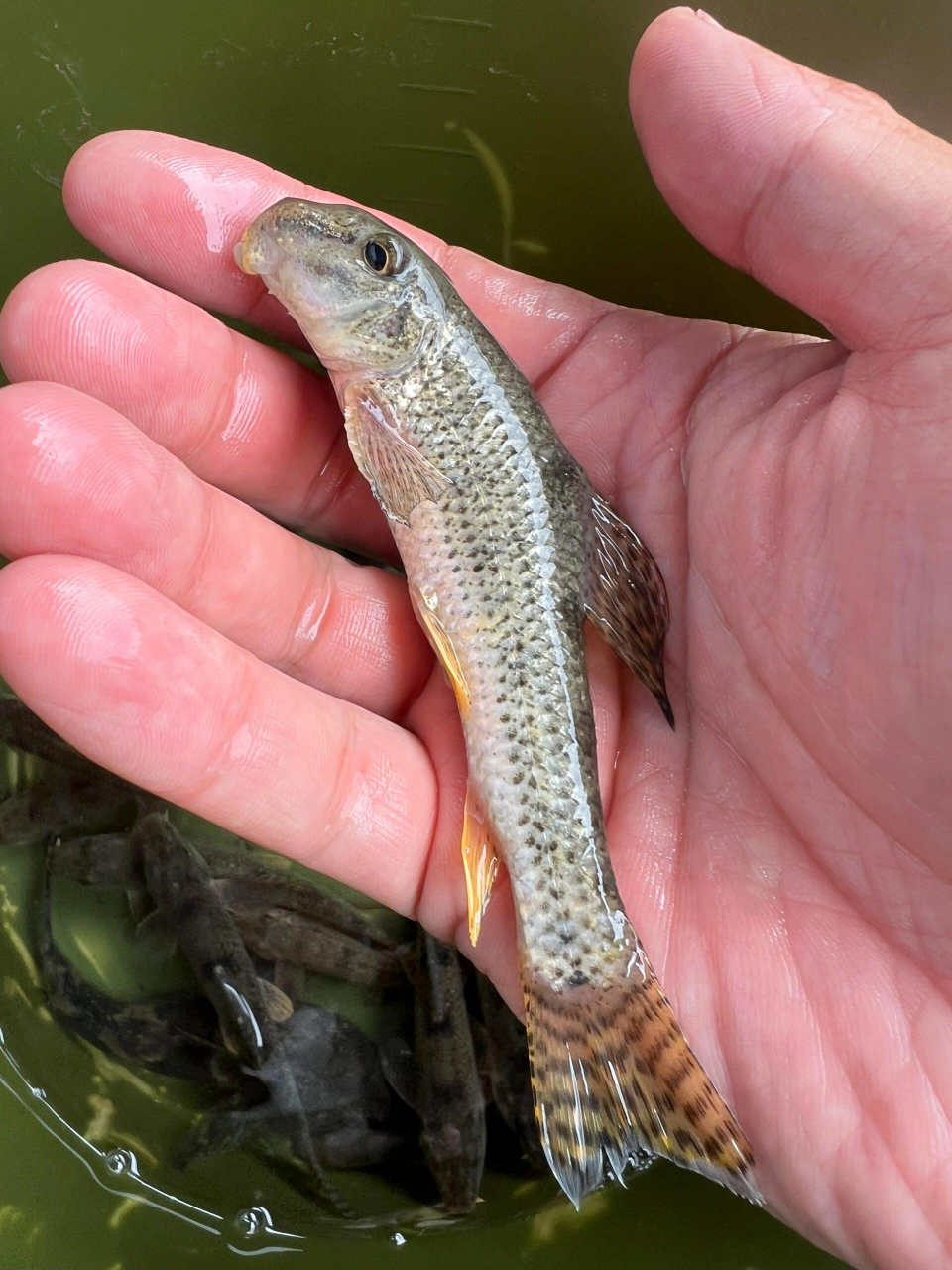 这种野生小鱼,怎么做好吃呢?