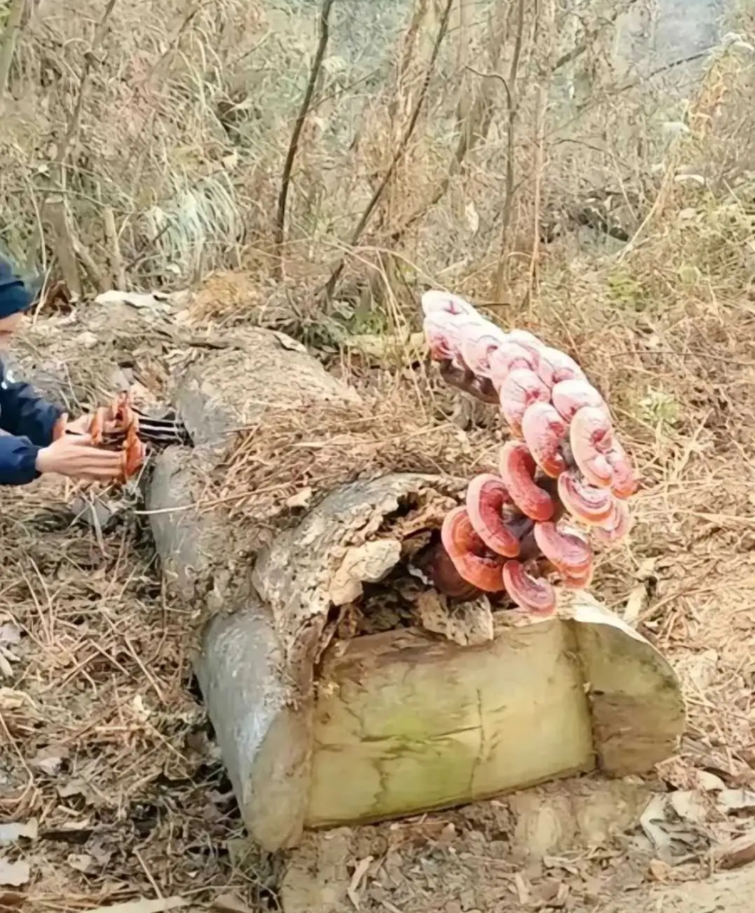 这个灵芝看上去价值不菲,面对这个棺材,你敢上去拆下来吗?