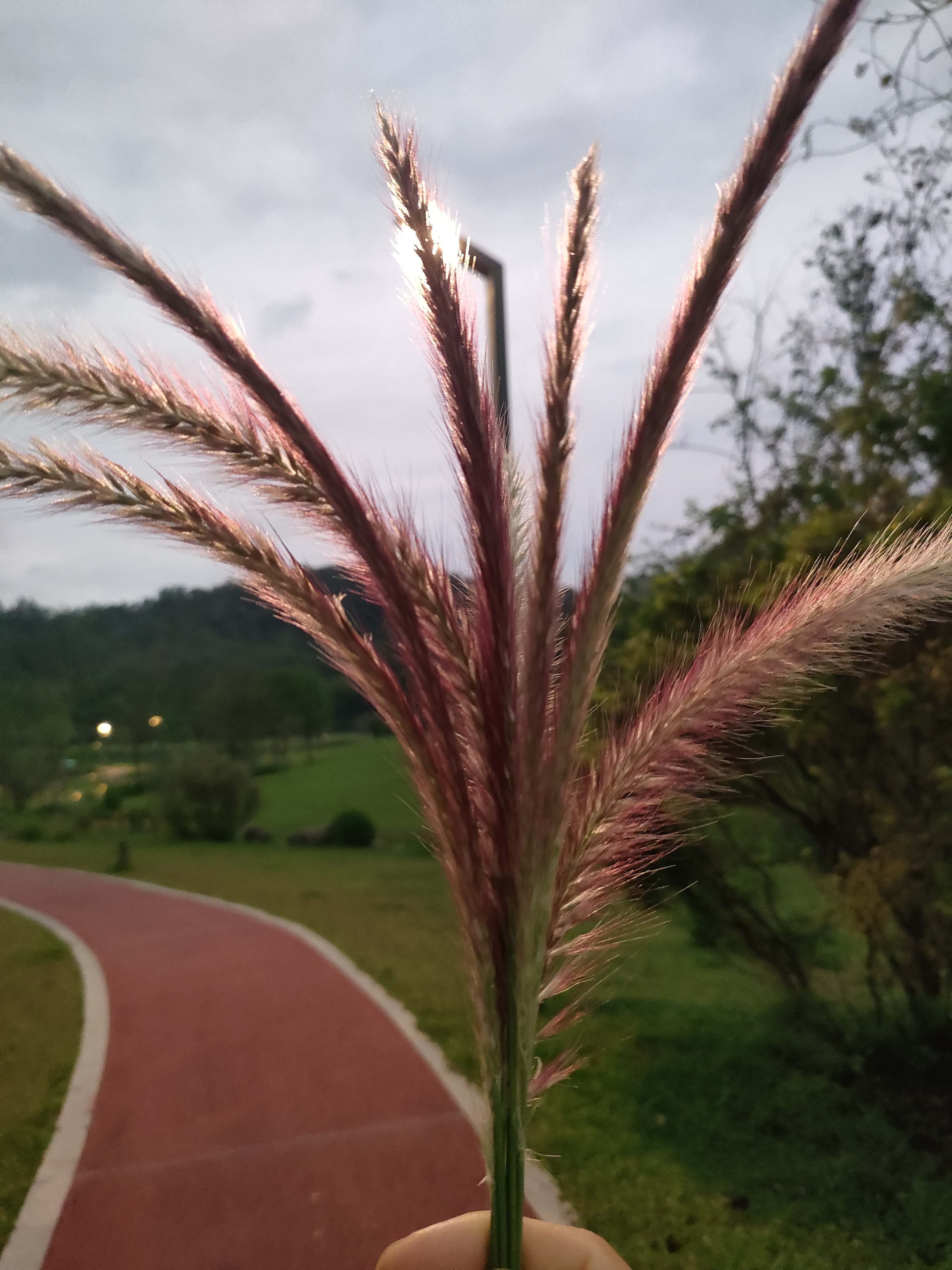 春天到处散发着泥土的信息,狗尾巴草,你多久没有见到了,出来散散步