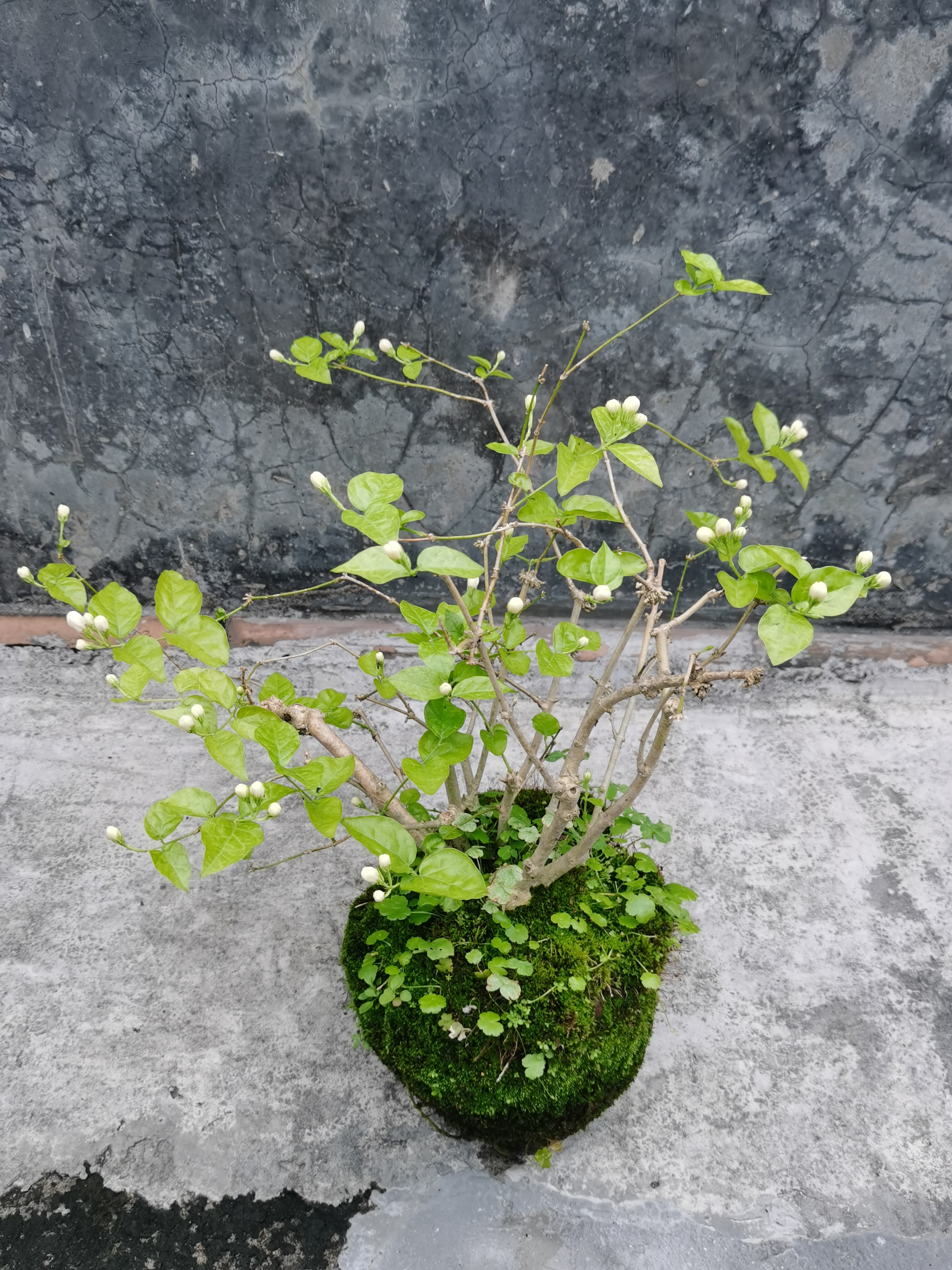 从小看着的老桩茉莉(32年)