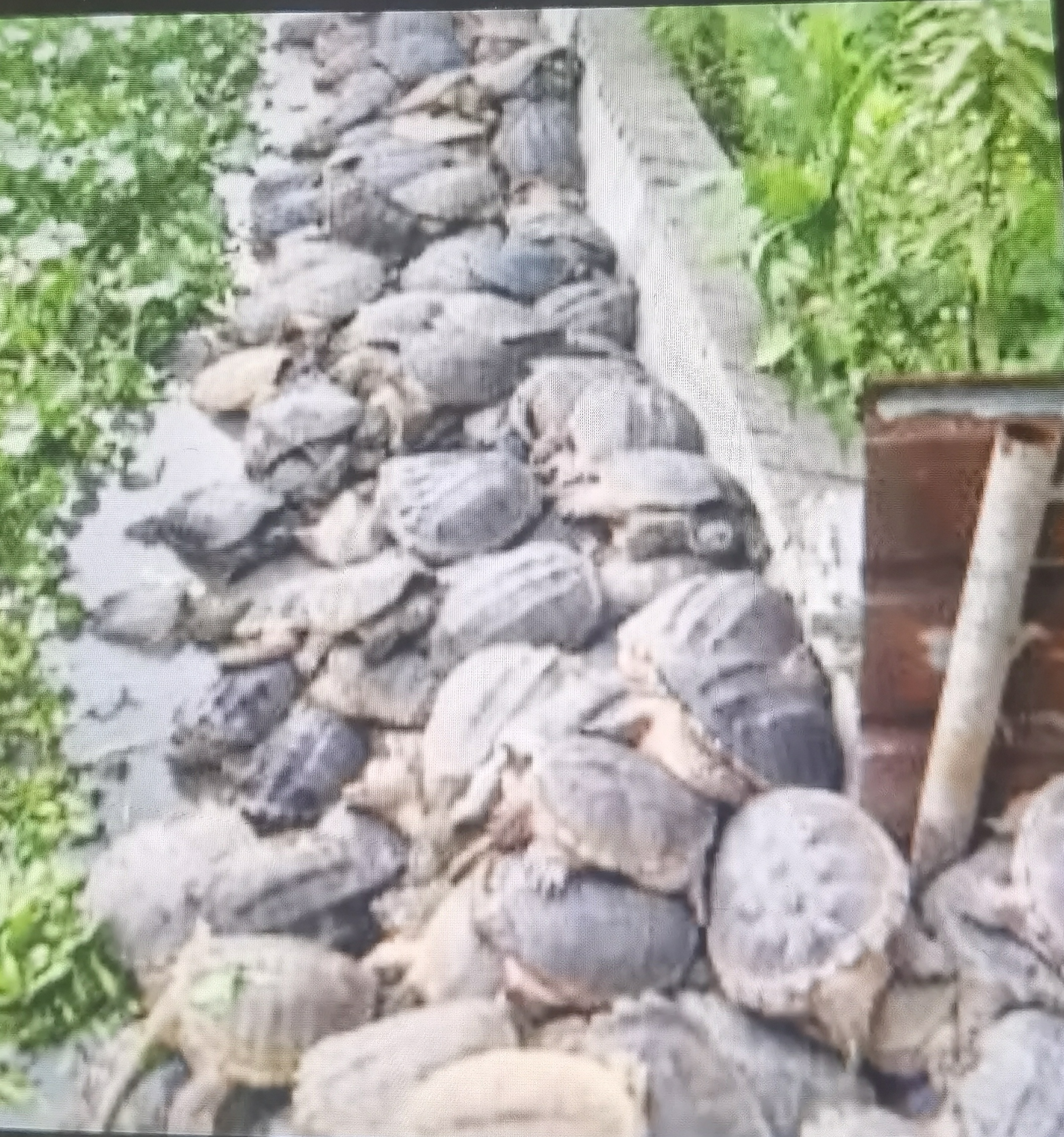 小乌龟堆积在一起开集体大会  打妈从田地里干活回来,也不知道从哪里