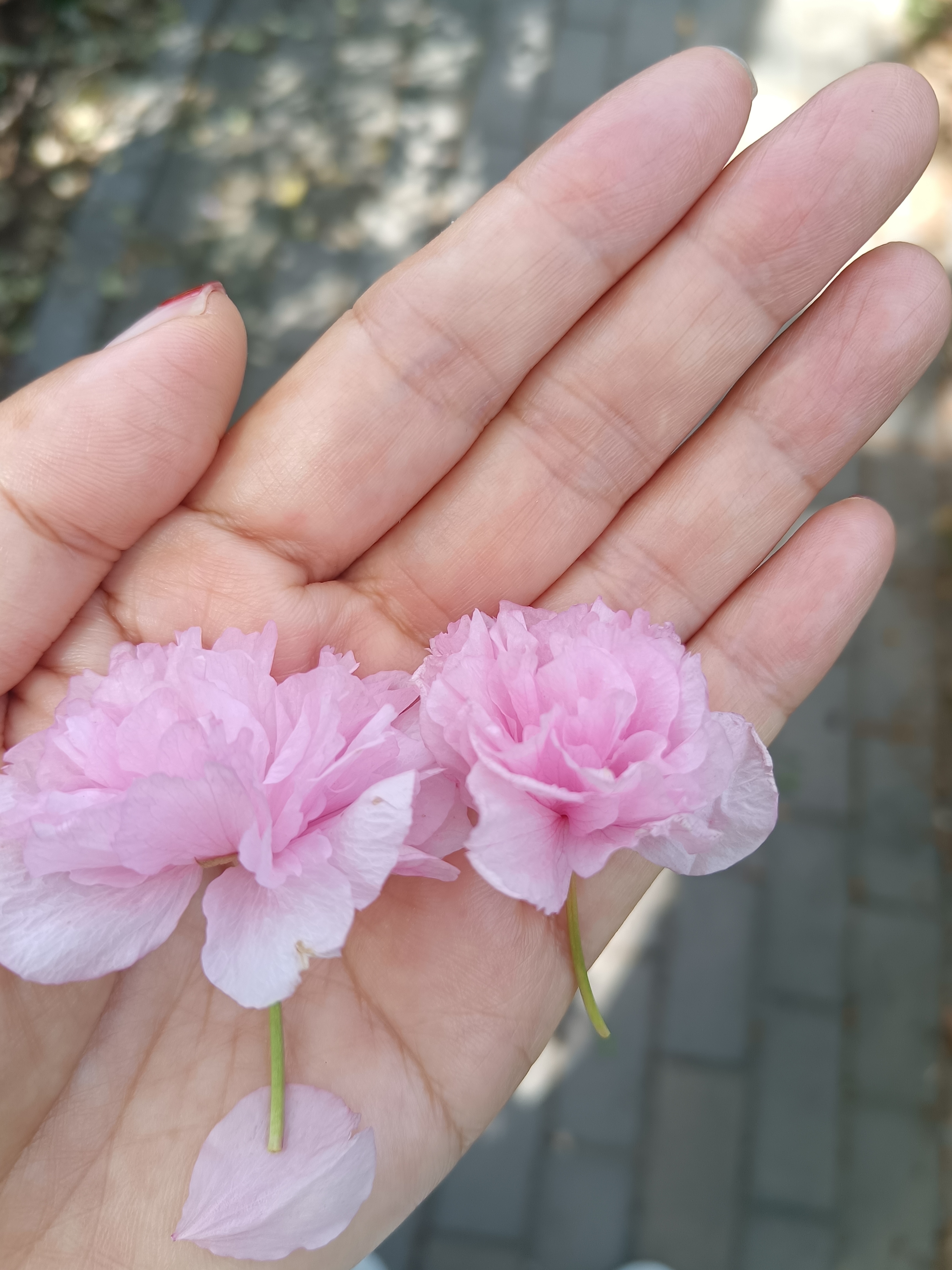 樱花已经过了盛花期,一阵微风吹过,花瓣簌簌落下,花瓣雨原来这么. .