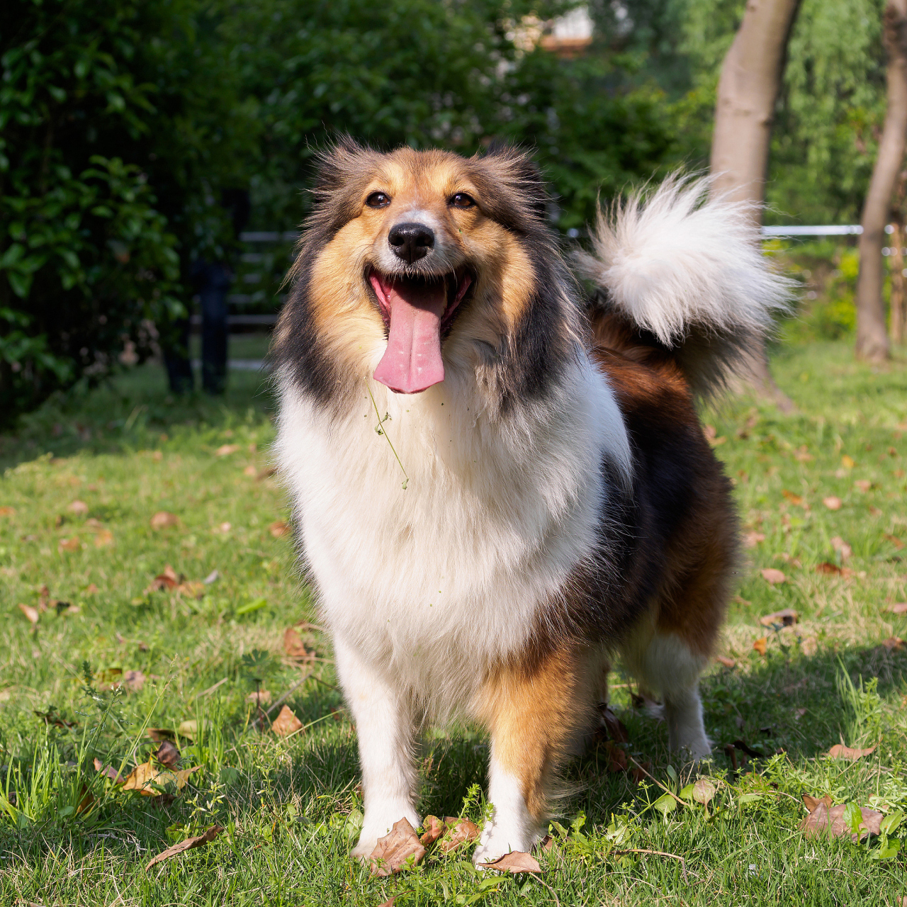 世界上十大最聪明的狗