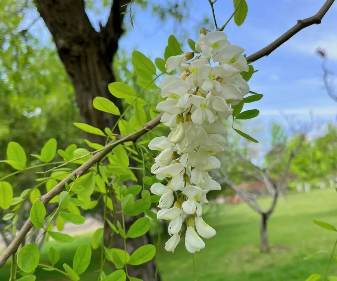 紫花槐图片