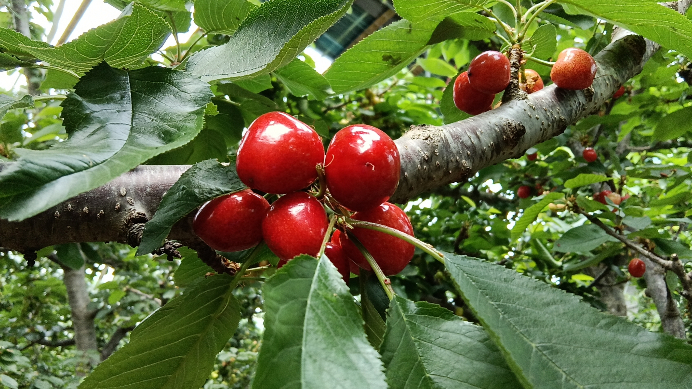 山东潍坊贾经理,用喜满地水溶肥,樱桃上市了,陆续采摘中