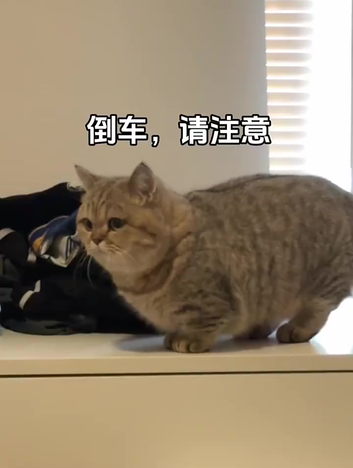 倒车请注意,倒车请注意