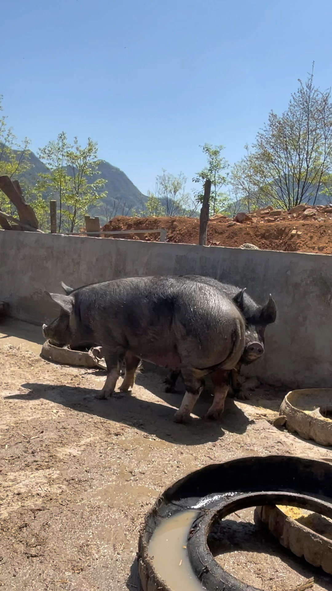 这调皮的大黑猪