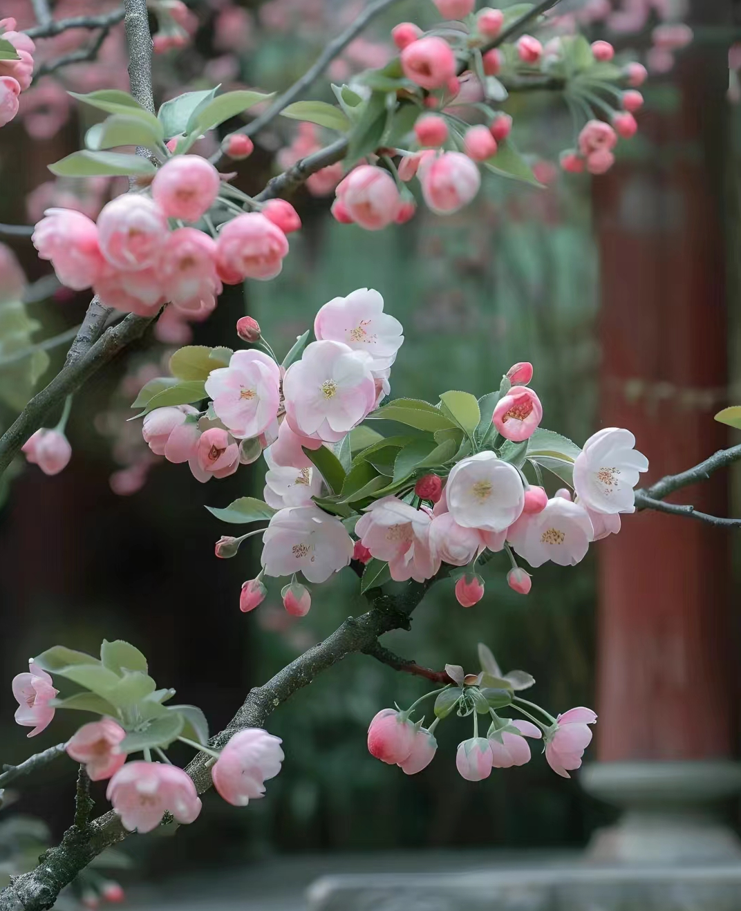 海棠花寓意象征图片