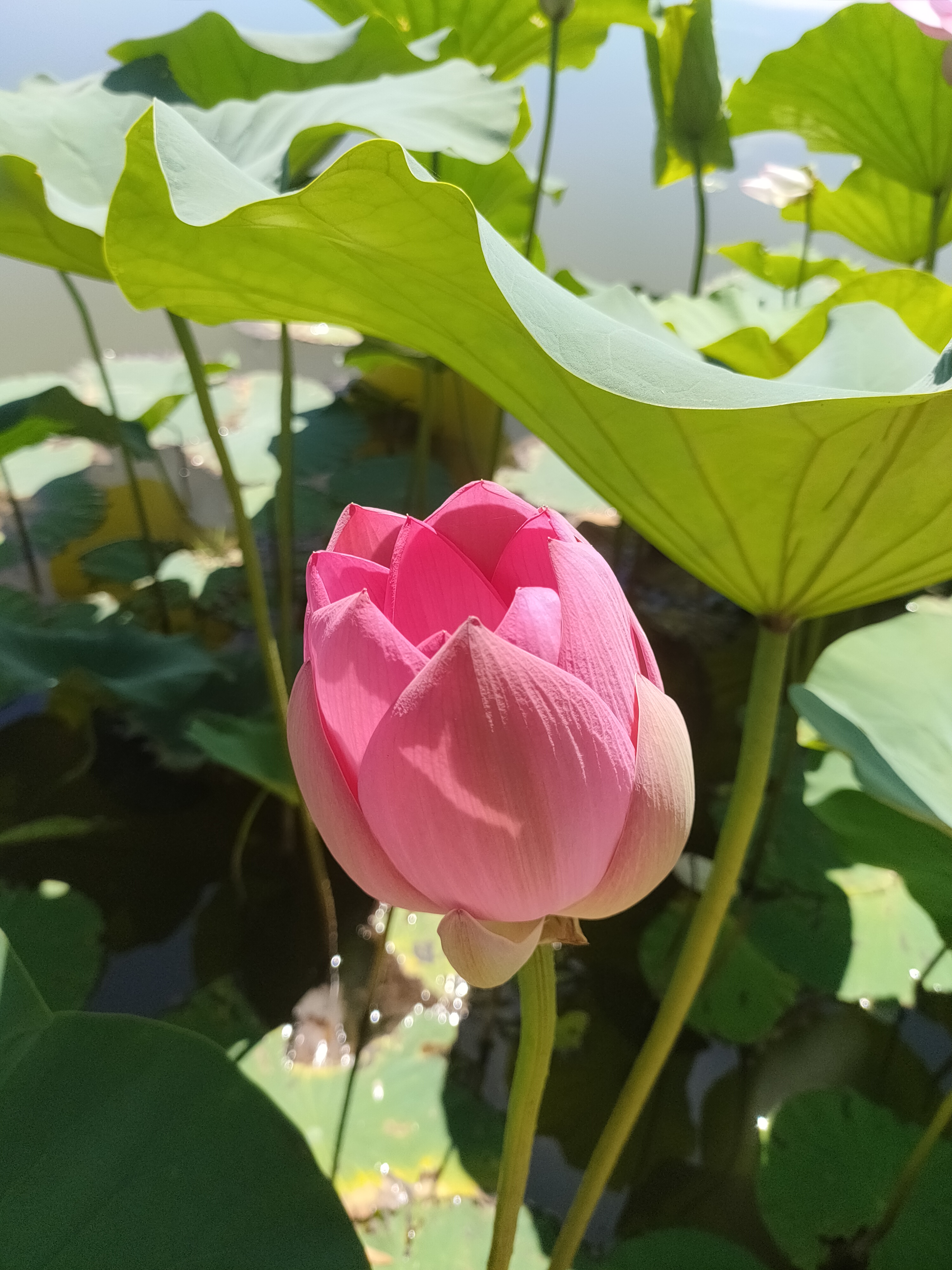 保定市区周边一日游打卡之白洋淀