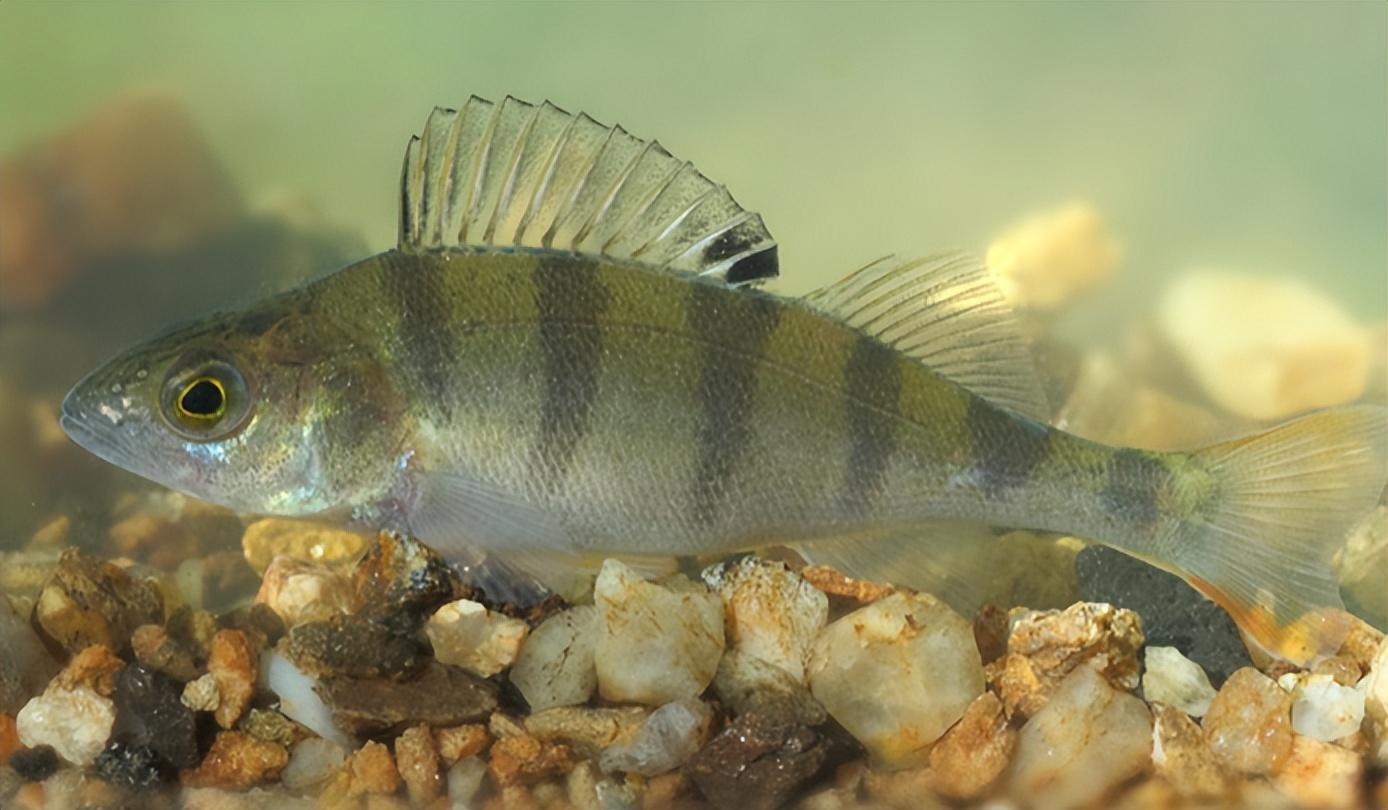 原来是在引种的过程中,不小心将几条欧洲河鲈的鱼苗引入博斯腾湖中.