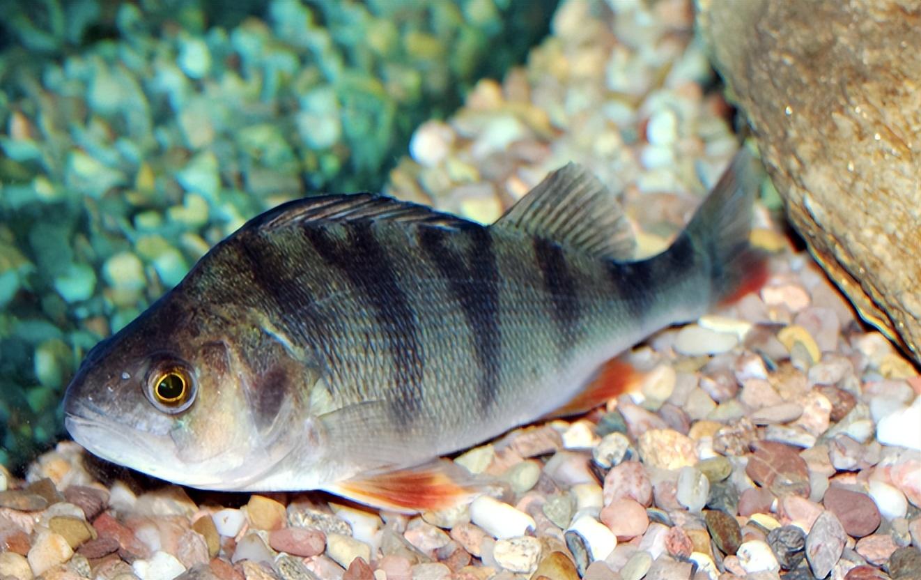 原来是在引种的过程中,不小心将几条欧洲河鲈的鱼苗引入博斯腾湖中.