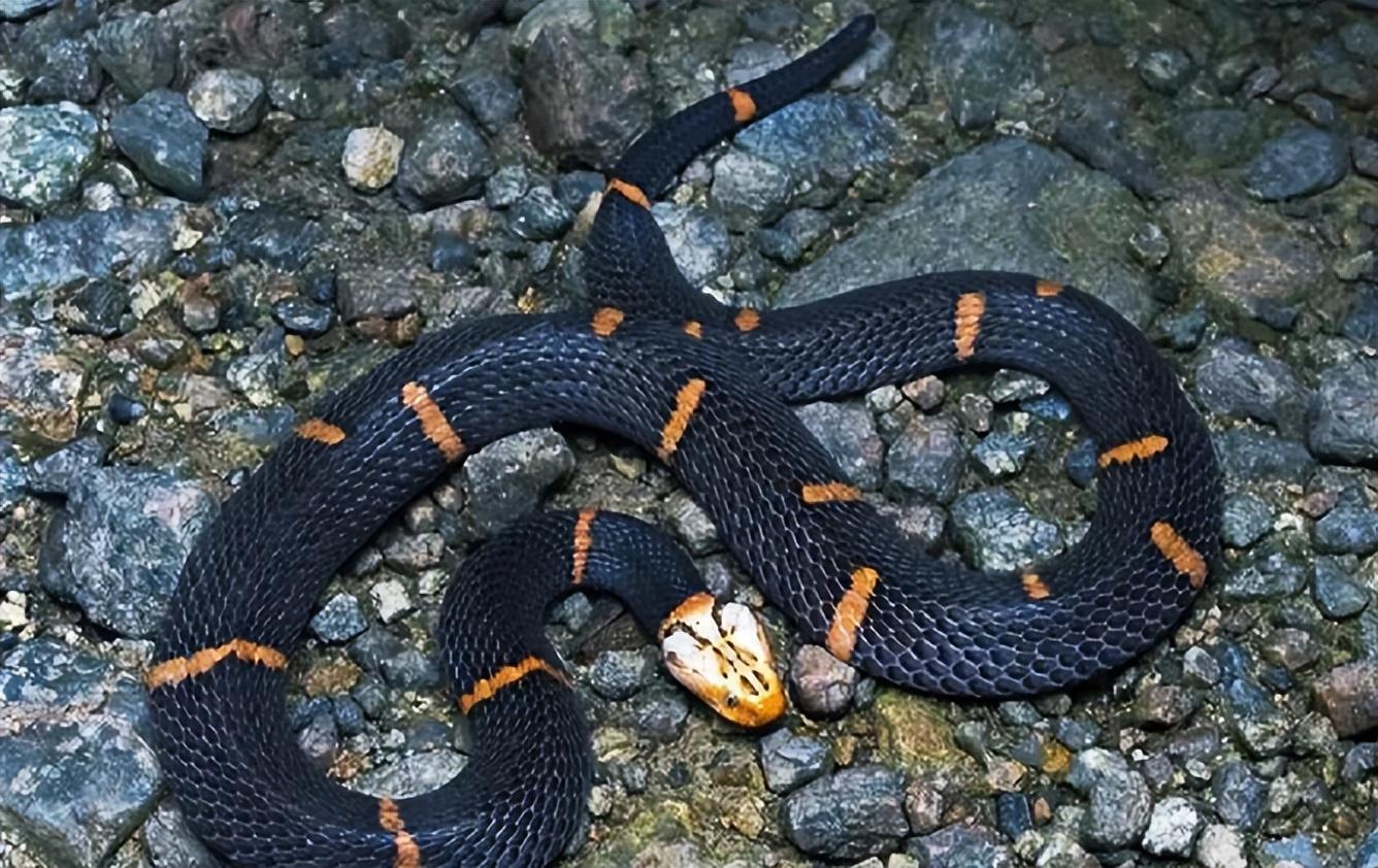 云南老农挖坟时窜出毒蛇白头黑身体长五米这是中国第一毒蛇