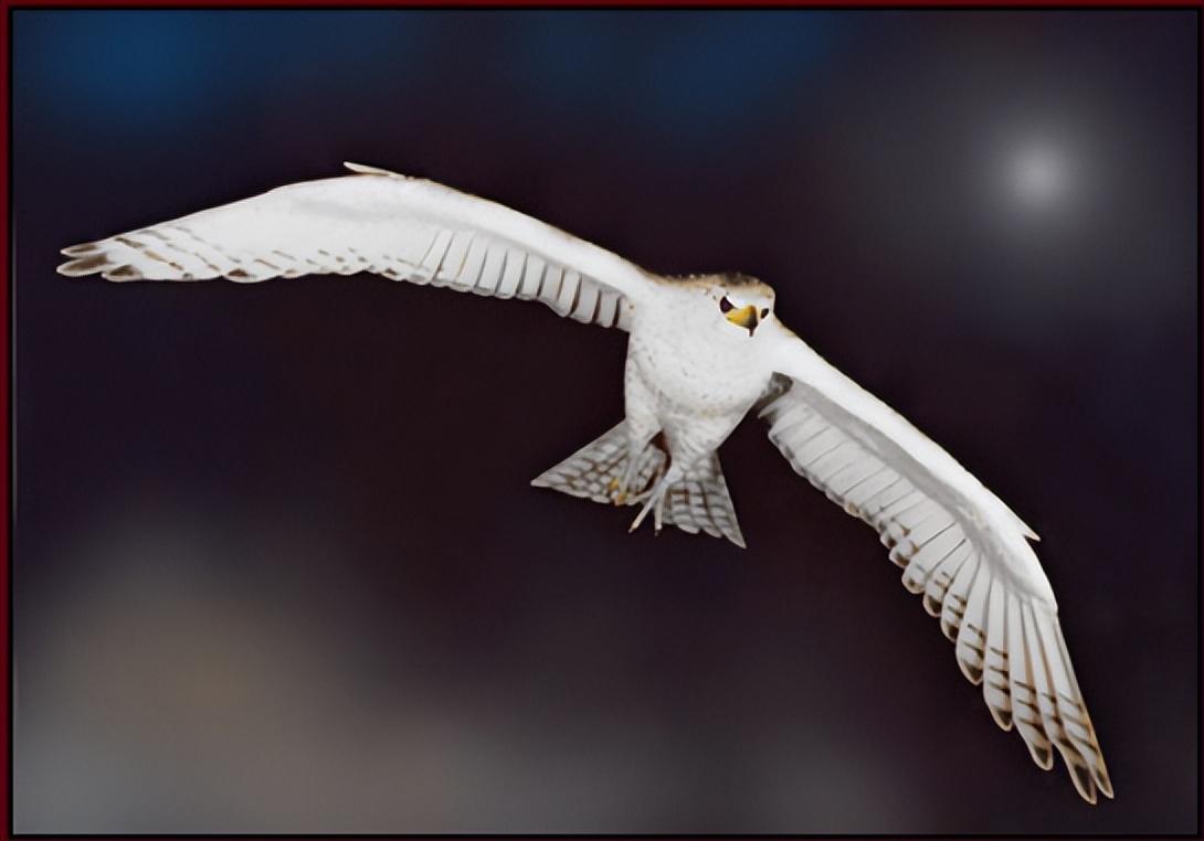 回顾:同样是中国猛禽,金雕又大又威风,为何"万鹰之神"却是海东青?