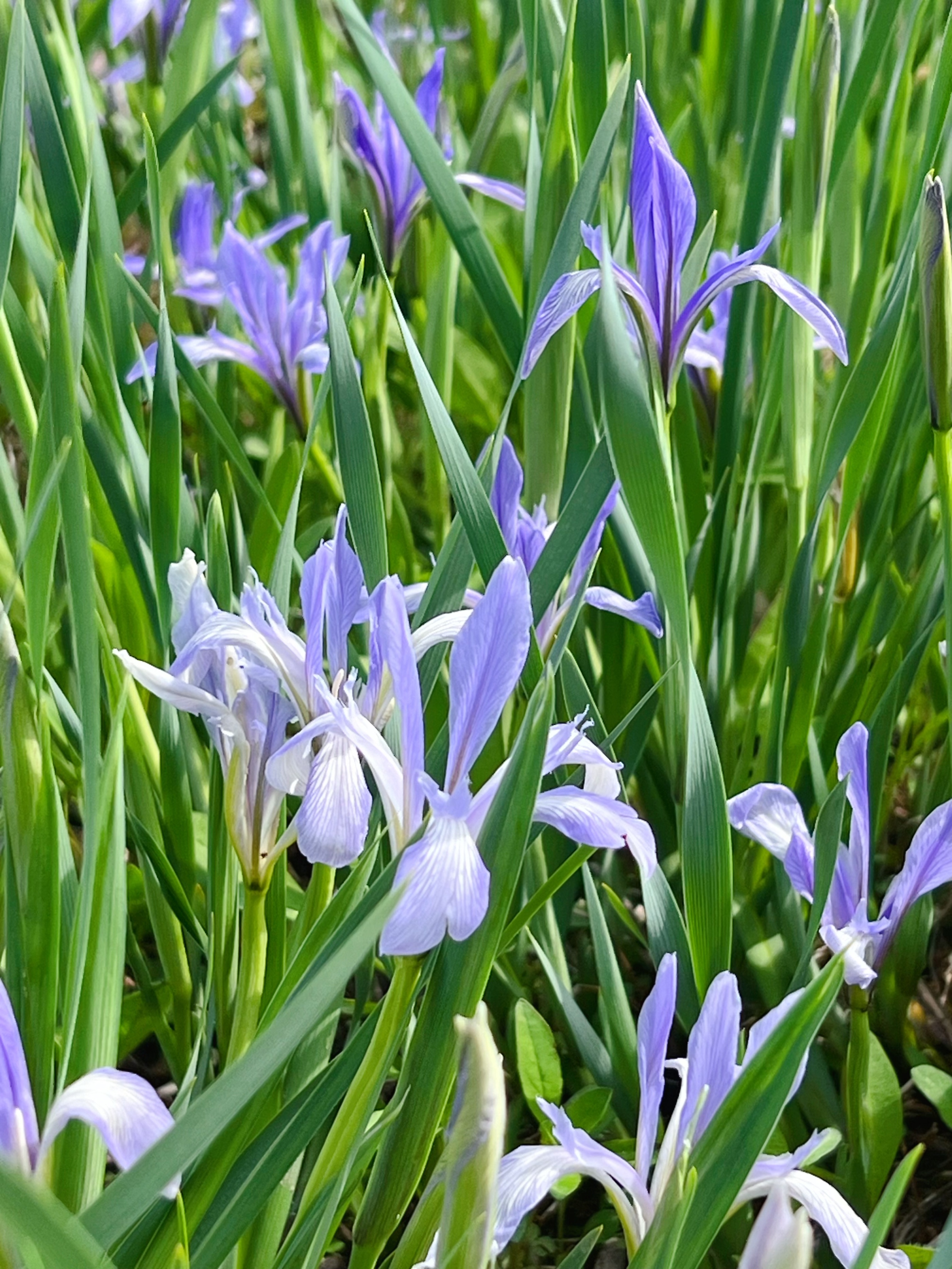 莫负春光云赏花,百花齐放植物园30款花卉图!看看你都种过没有?