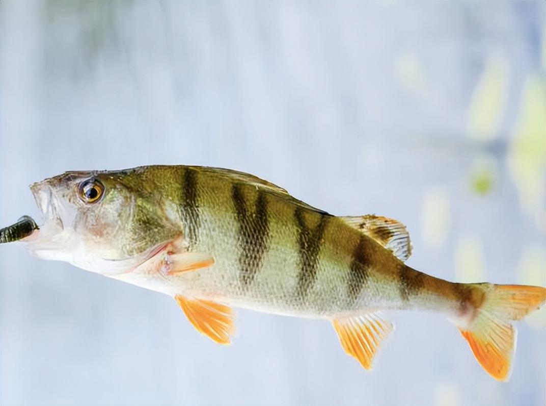 原来是在引种的过程中,不小心将几条欧洲河鲈的鱼苗引入博斯腾湖中.