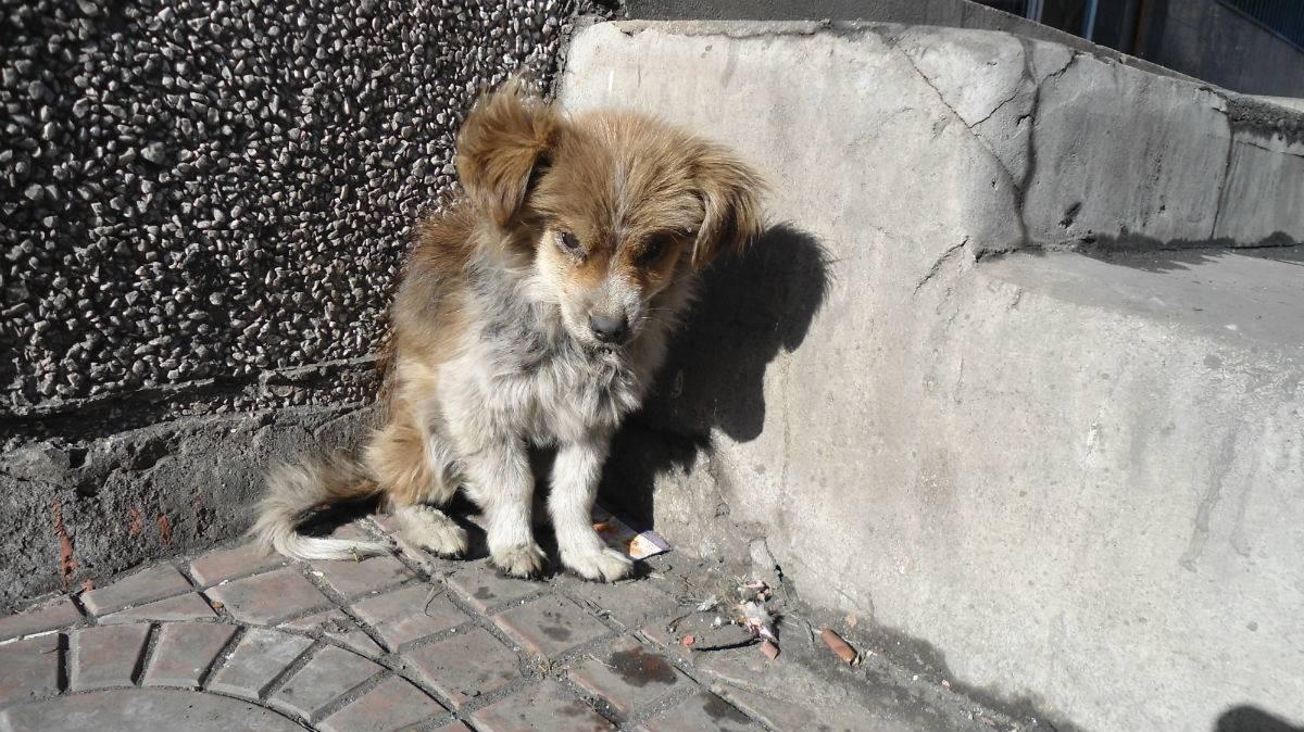 回顾流浪狗只有死路一条?救助站工作人员劝阻:不要投喂,更别捐款!