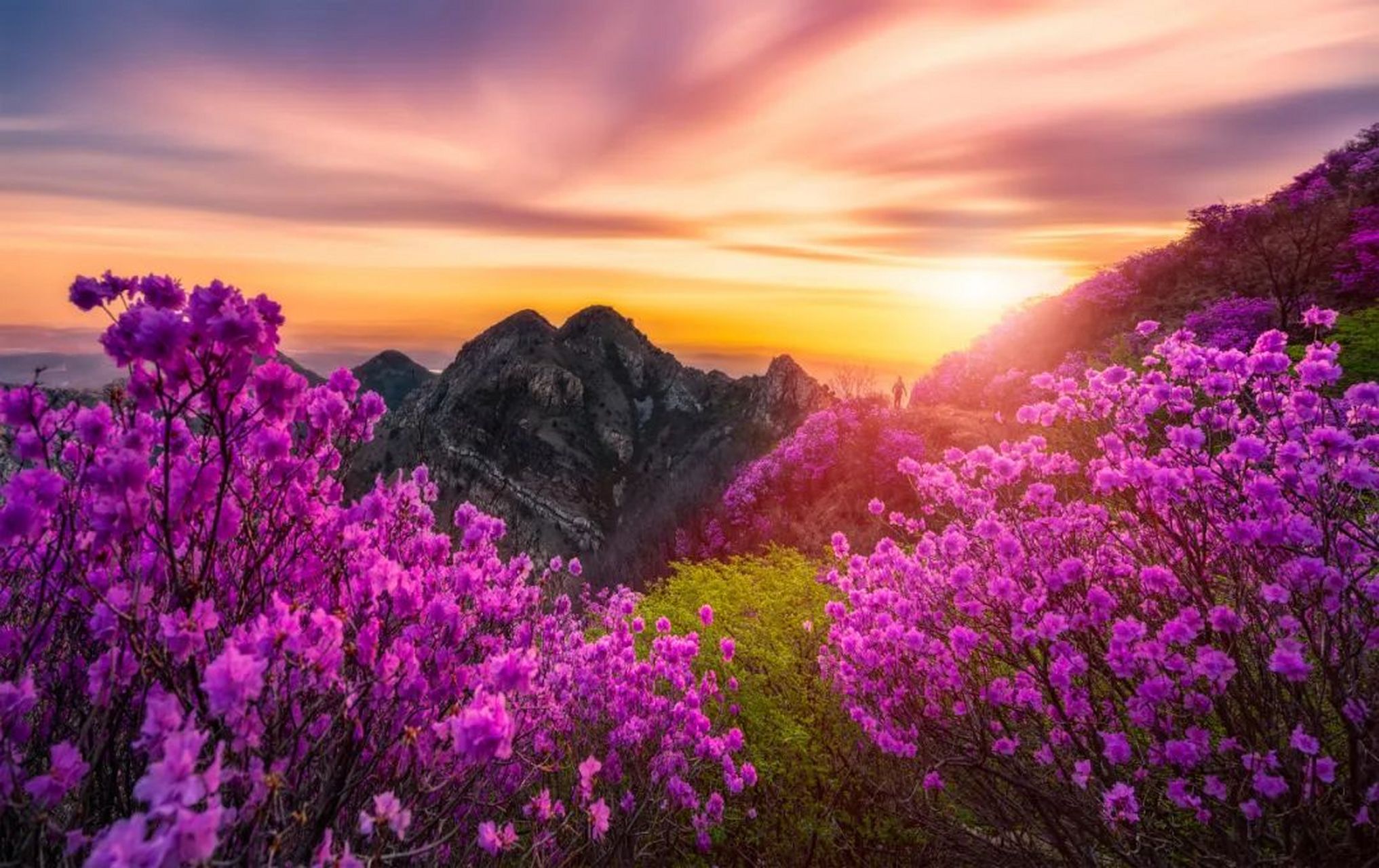 大连大黑山·杜鹃花海季 活动时间:4月20日-27日;5月1日-12日; 活动