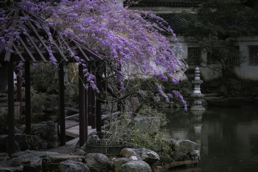 苏州园林紫藤:东方美的典范图景