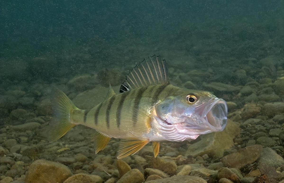 原来是在引种的过程中,不小心将几条欧洲河鲈的鱼苗引入博斯腾湖中.