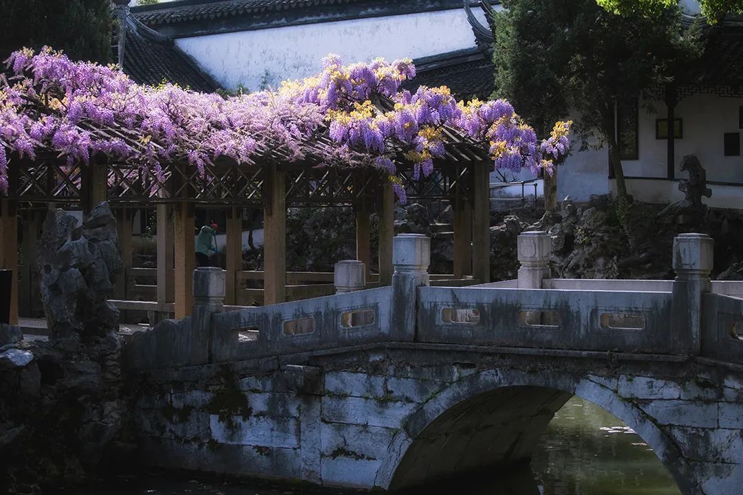 苏州园林紫藤:东方美的典范图景