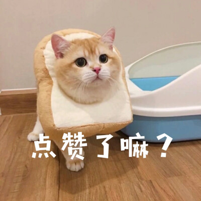 拆了两颗蛋后的公猫,变化大到不敢认