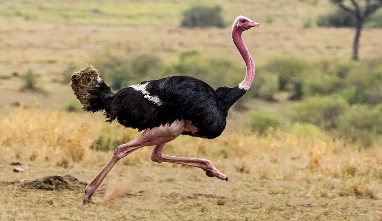 回顾非洲生活着15万只鸵鸟,为何很少看到狮子吃鸵鸟?难道打不过?