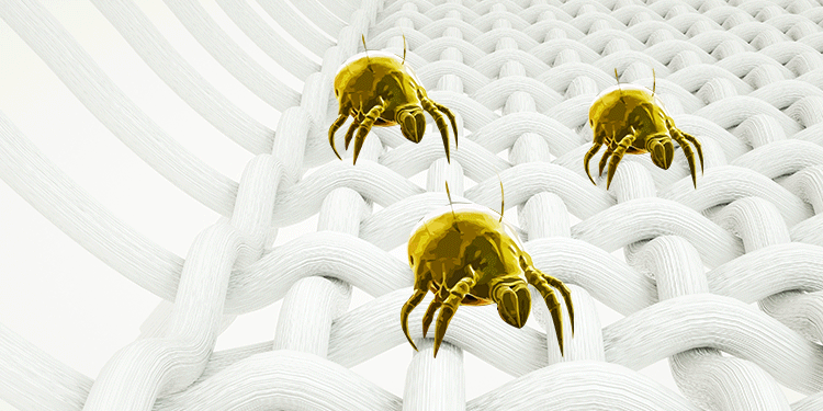 原来螨虫最大"天敌"不是暴晒:家中放个"它",螨虫"消失"了