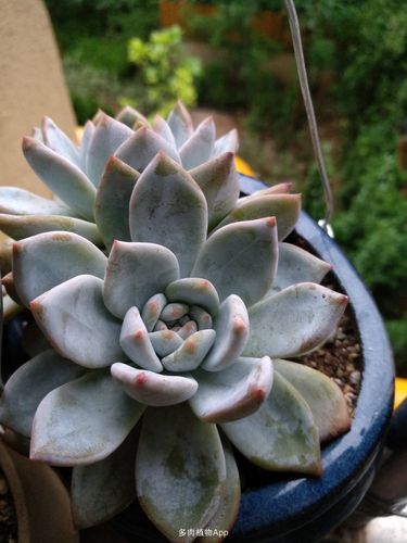 芙蓉雪莲和雪莲,梦露怎么区别