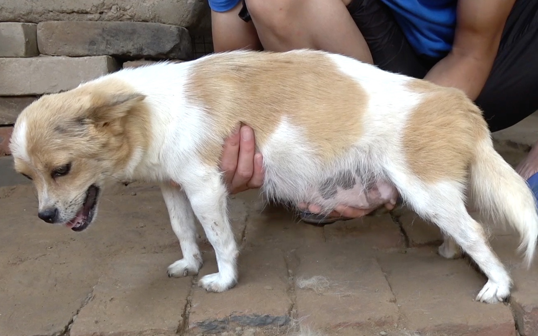 狗狗出现这5种症状,可能是"寄生虫"找上门了