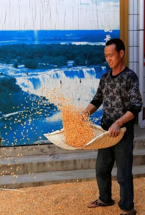 与"斗"相反的"簸箕"纹,三就是藤条或者竹篾编成的用以扬米去糠的器具