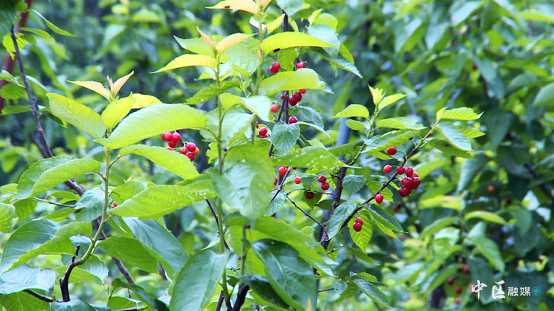 玛瑙红樱桃的种植方法图片