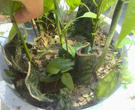 虎皮兰正确扦插方法,扦插的时间