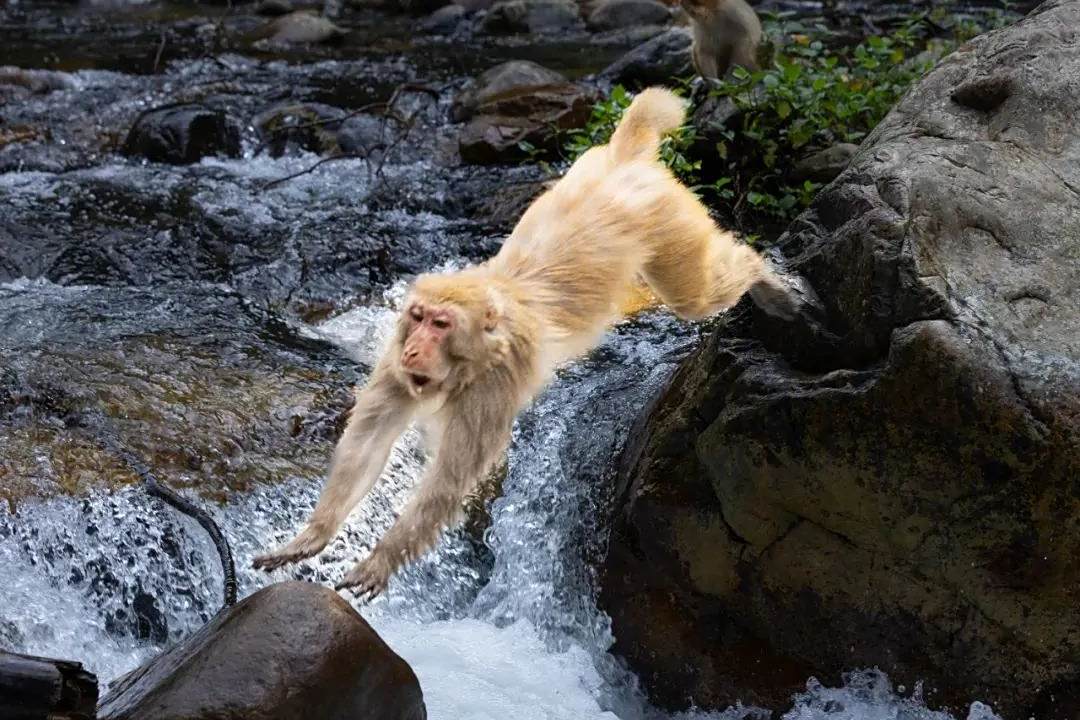河谷山林嬉戏的猴群萌态可掬,"无敌了"成为当地旅游新名片[原文:大山