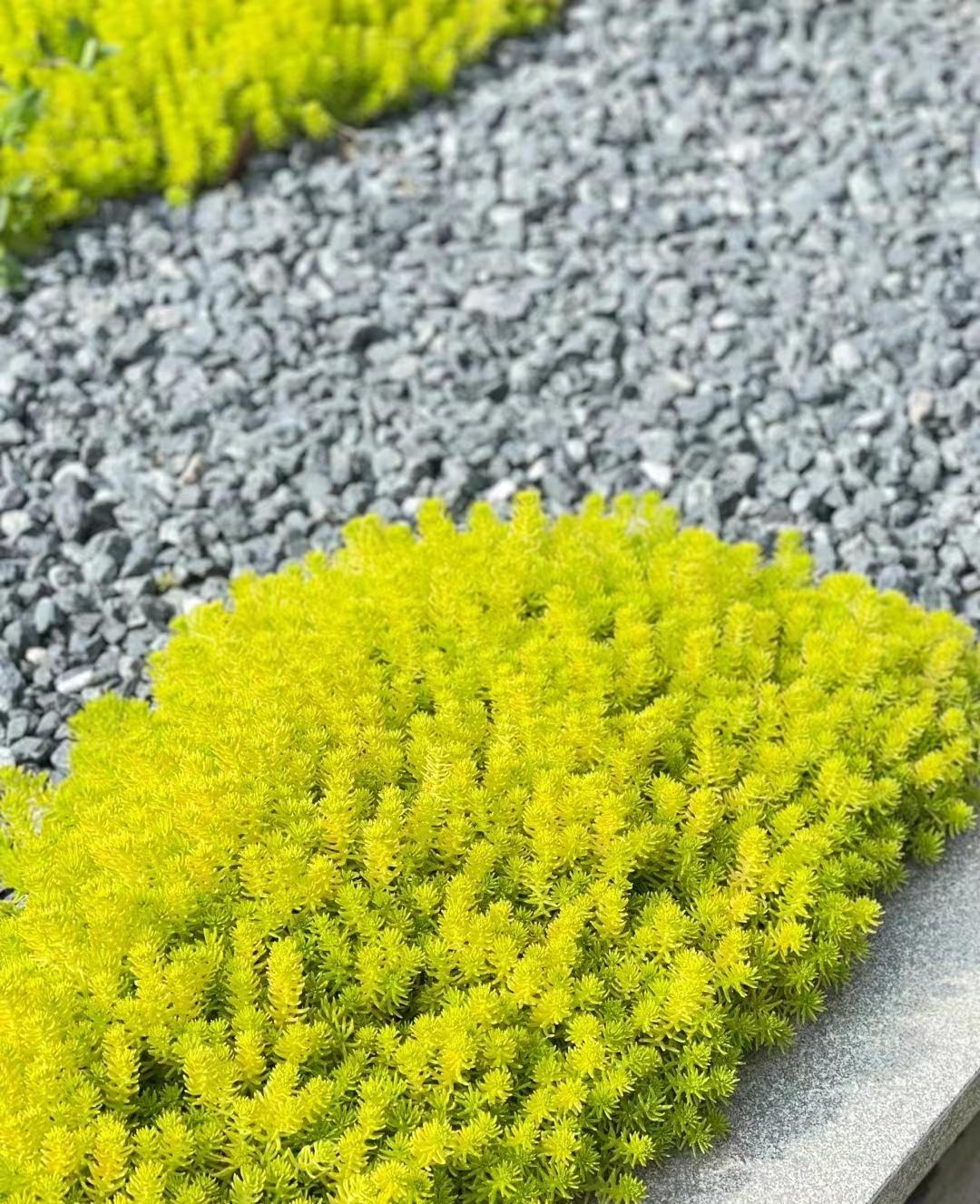 没人能绕开的"八种地被植物",让你的小院草长莺飞,姹紫嫣红