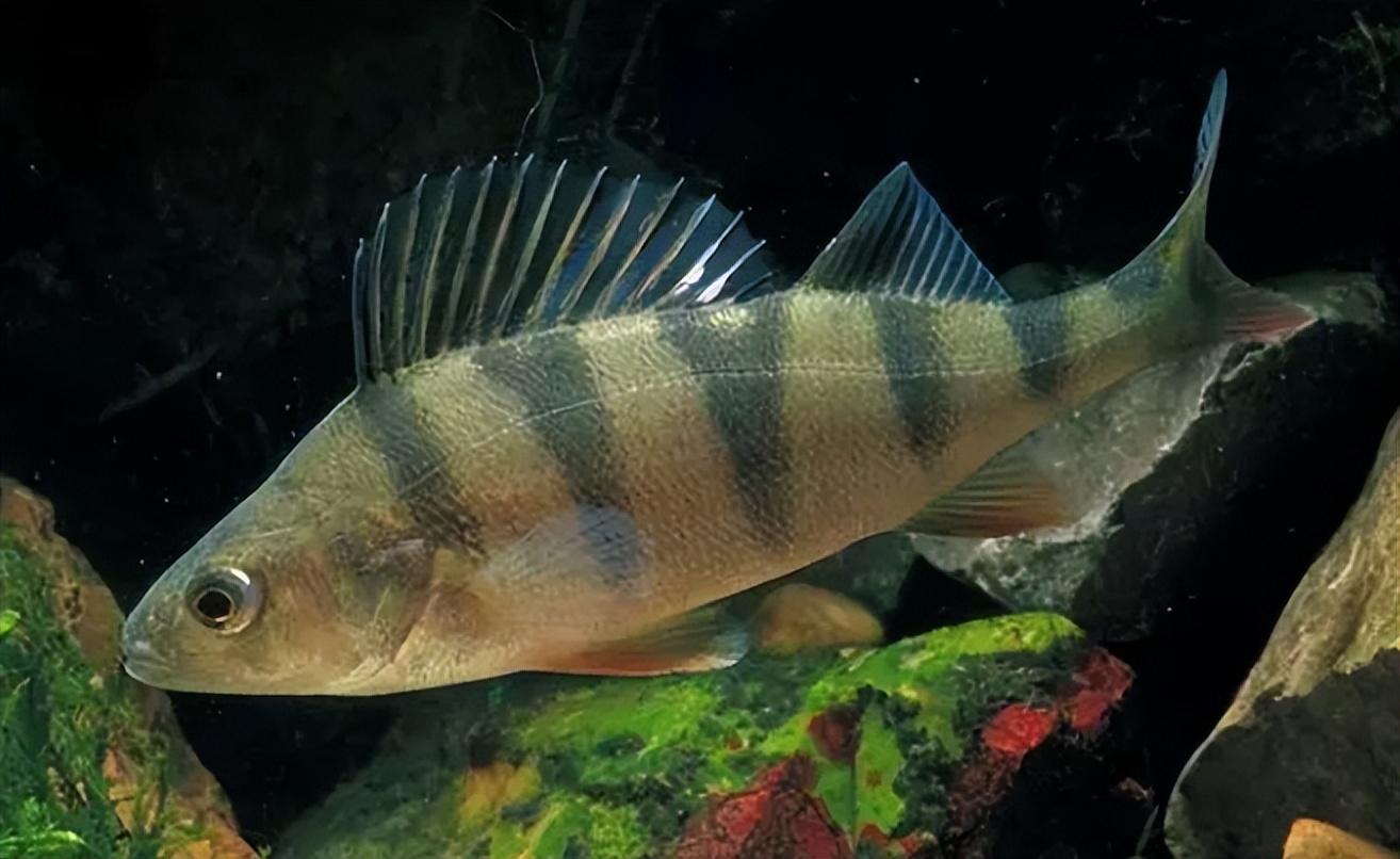 原来是在引种的过程中,不小心将几条欧洲河鲈的鱼苗引入博斯腾湖中.