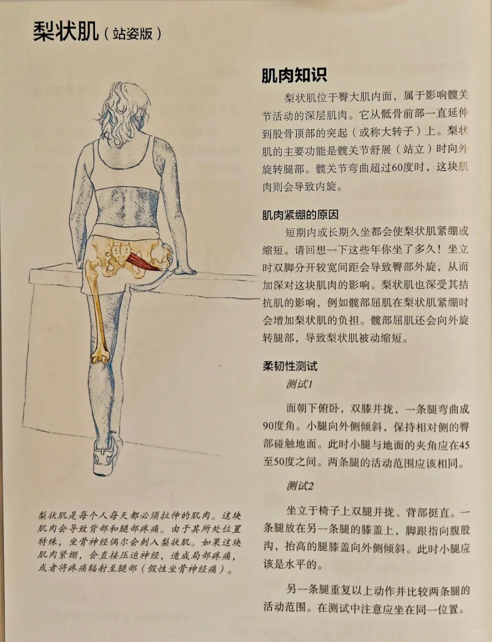 梨状肌是每天都必须拉伸的!
