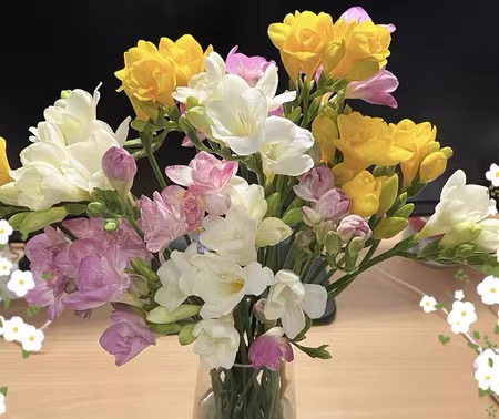 今日识花:小苍兰 别名:香雪兰,小菖兰,洋晚香玉,麦兰.