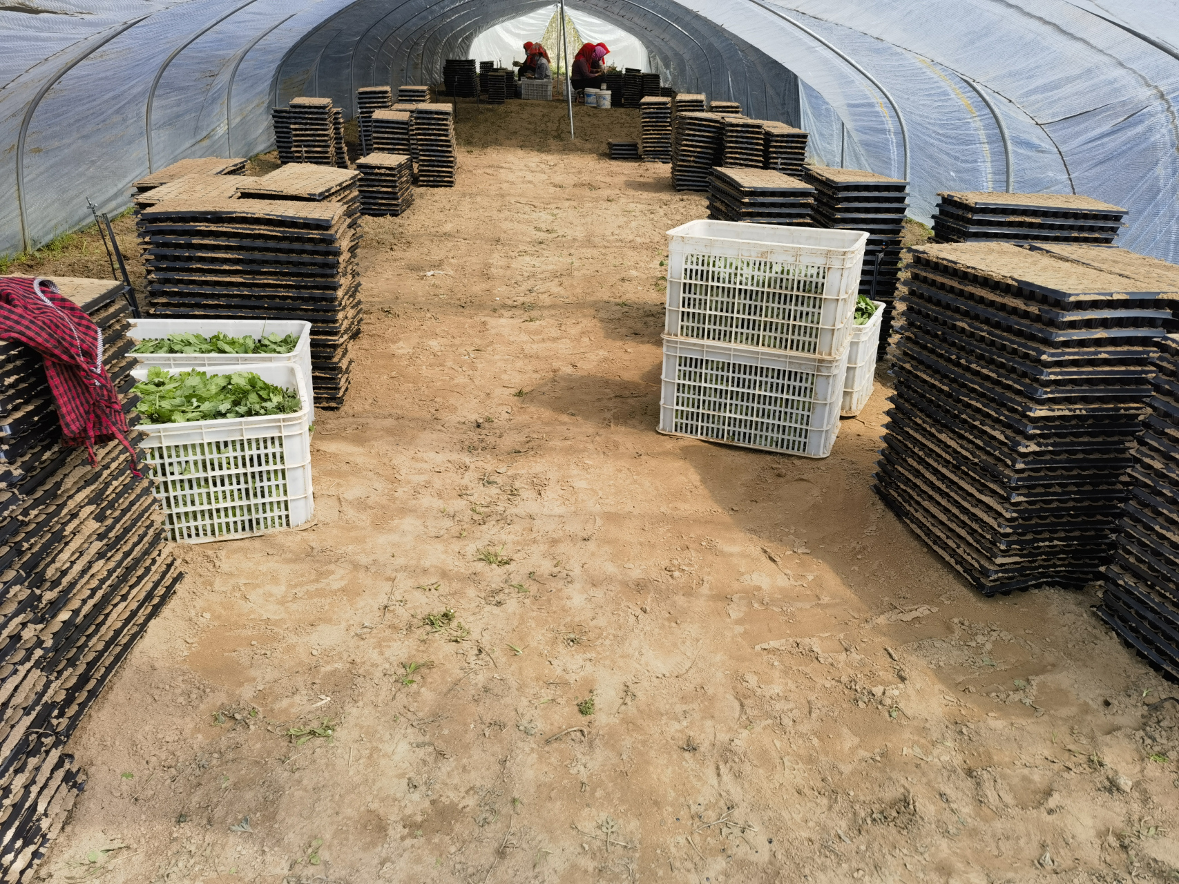 开封菊花苗种植批发基地—多品种菊花苗扦插