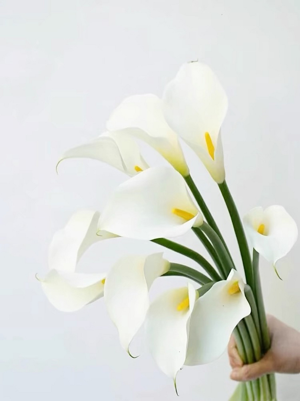 今日识花72:马蹄莲 72别名:慈菇花,水芋马,观音莲 马蹄莲属多年生