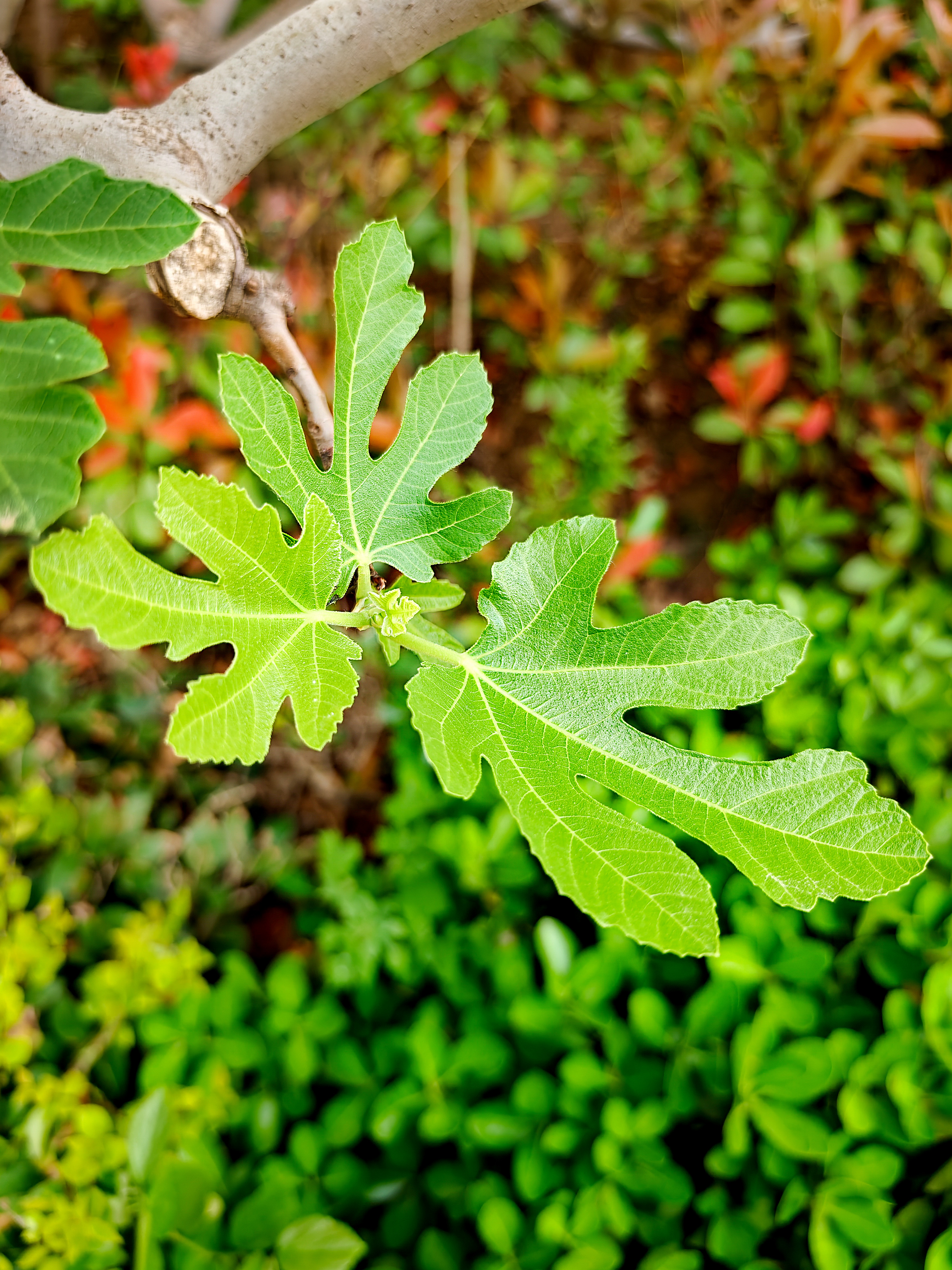 无花果图植株图片