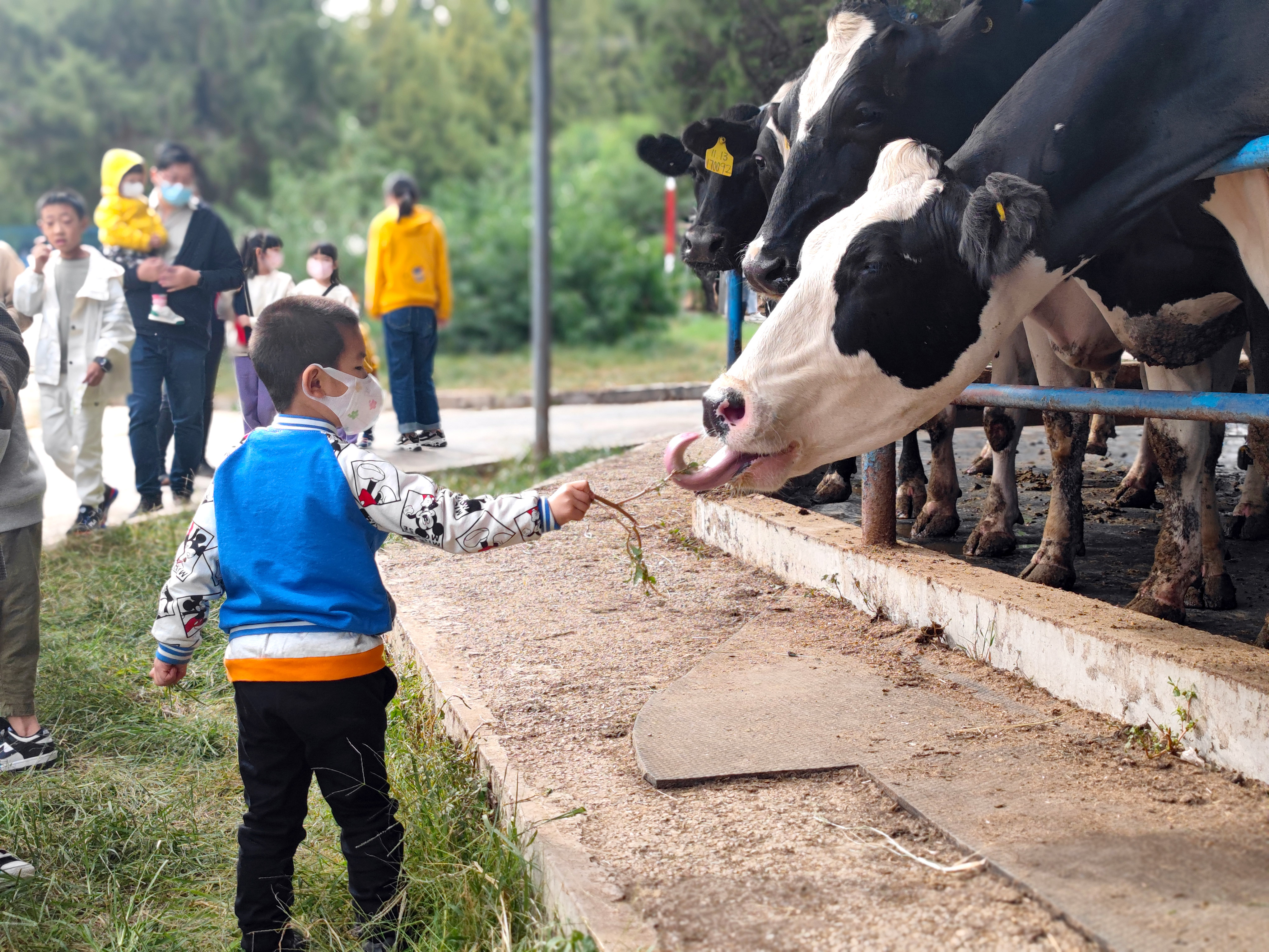 这里是北京的奶牛王国,400只零距离接触,还能喝新鲜牛奶
