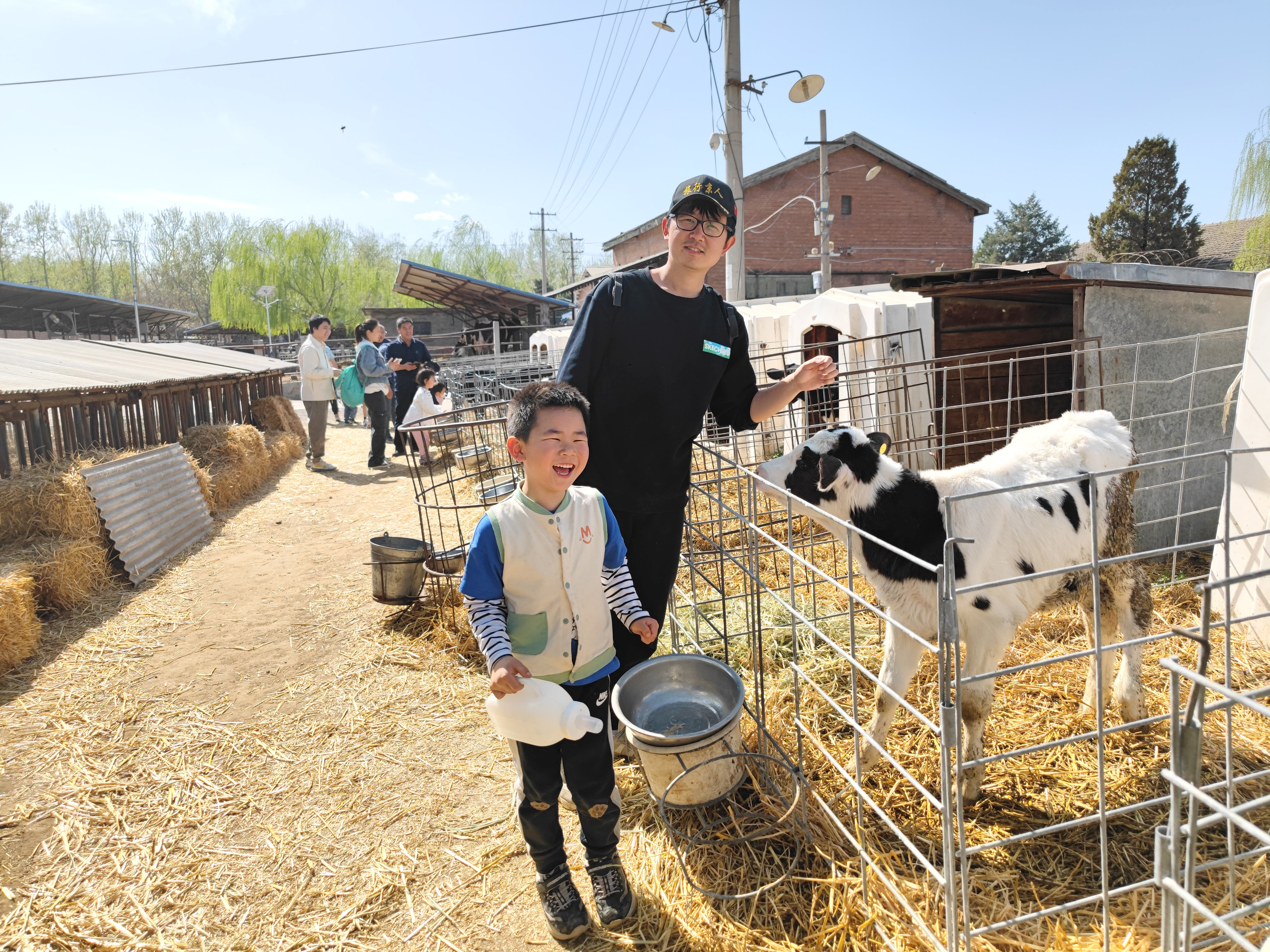 这里是北京的奶牛王国,400只零距离接触,还能喝新鲜牛奶